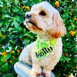 Dog/Cat Over the Collar Bandanas